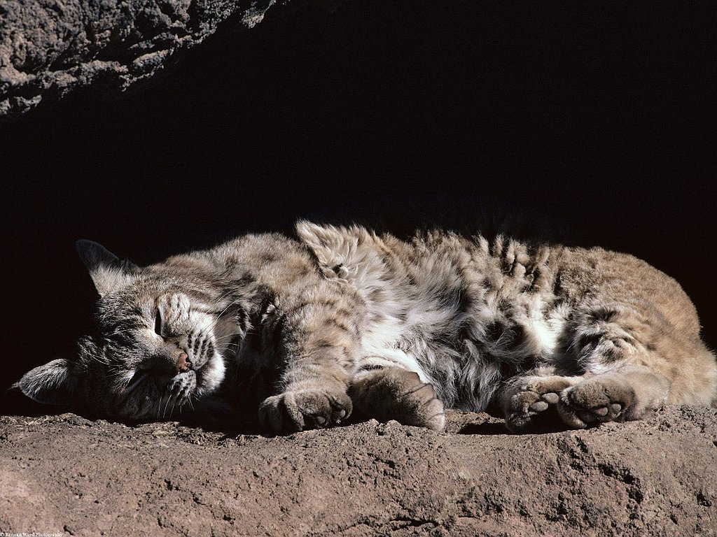 Afternoon Snooze, Bobcat